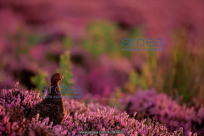 : Male Red Grouse - Bird looking over it's habitat : Male Red Grouse - Bird looking over it's habitat