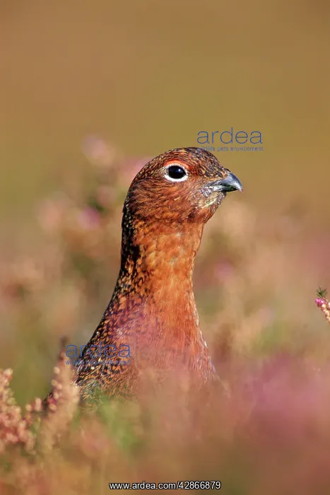 : Male Red Grouse - Close-up of head peering from : Male Red Grouse - Close-up of head peering from