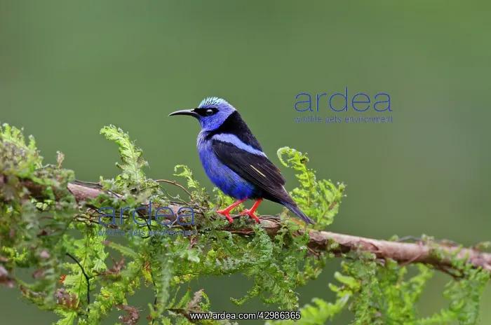 : Male Red-legged Honeycreeper : Male Red-legged Honeycreeper