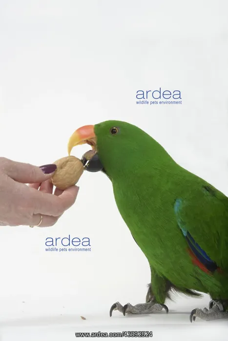 : Male Red-sided Eclectus Accepting A Walnut : Male Red-sided Eclectus Accepting A Walnut