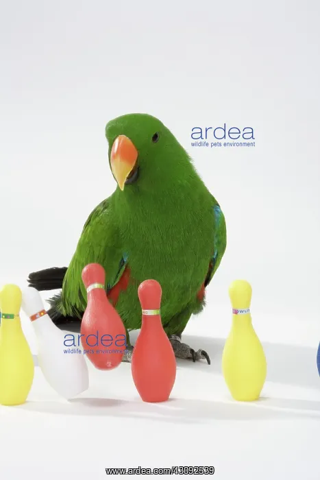 : Male Red-sided Eclectus Knocking Down Bowling Pins : Male Red-sided Eclectus Knocking Down Bowling Pins