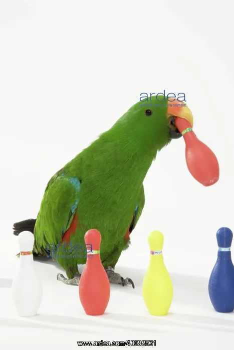 : Male Red-sided Eclectus Moving Bowling Pins : Male Red-sided Eclectus Moving Bowling Pins