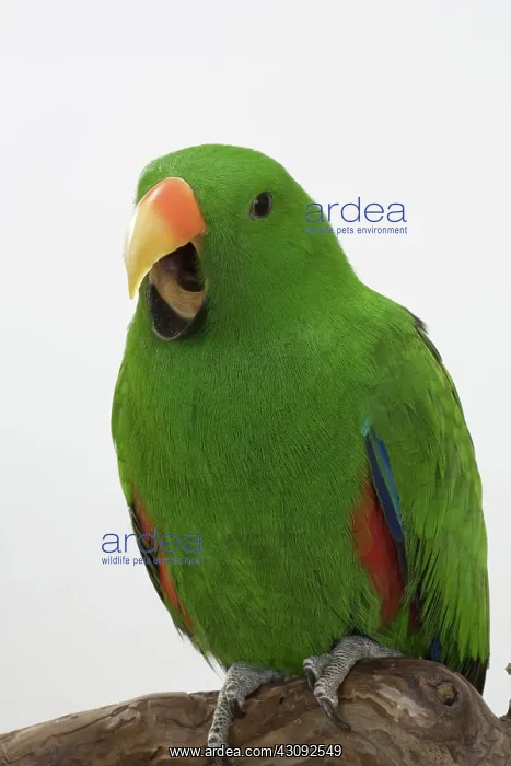 : Male Red-sided Eclectus Parrot : Male Red-sided Eclectus Parrot