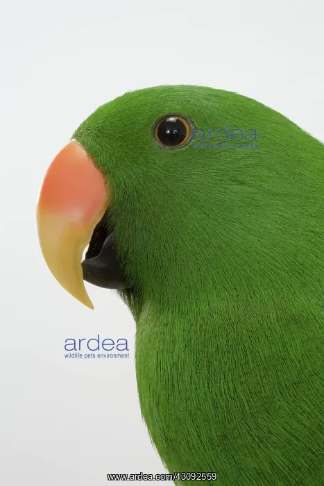 : Male Red-sided Eclectus Parrot : Male Red-sided Eclectus Parrot