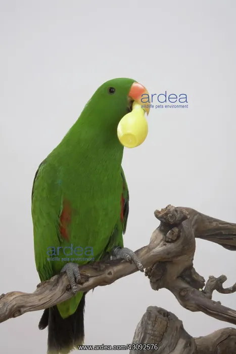 : Male Red-sided Eclectus Parrot : Male Red-sided Eclectus Parrot