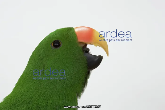 : Male Red-sided Eclectus Vocalizing : Male Red-sided Eclectus Vocalizing