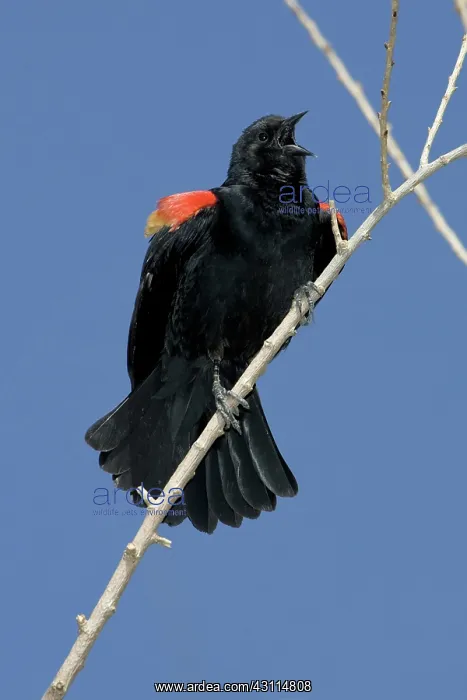 : Male Red-Winged Blackbird : Male Red-Winged Blackbird