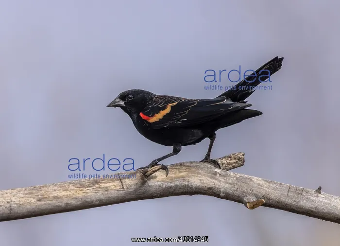 : Male Red-winged blackbird, Agelaius phoeniceus : Male Red-winged blackbird, Agelaius phoeniceus