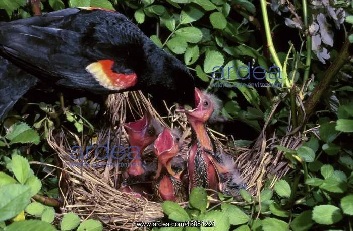 : Male Red-winged blackbird feeding chicks : Male Red-winged blackbird feeding chicks