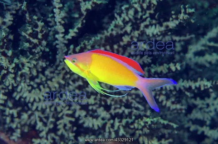 : Male Redfin Anthias with extended fin - Gili Mimpang : Male Redfin Anthias with extended fin - Gili Mimpang