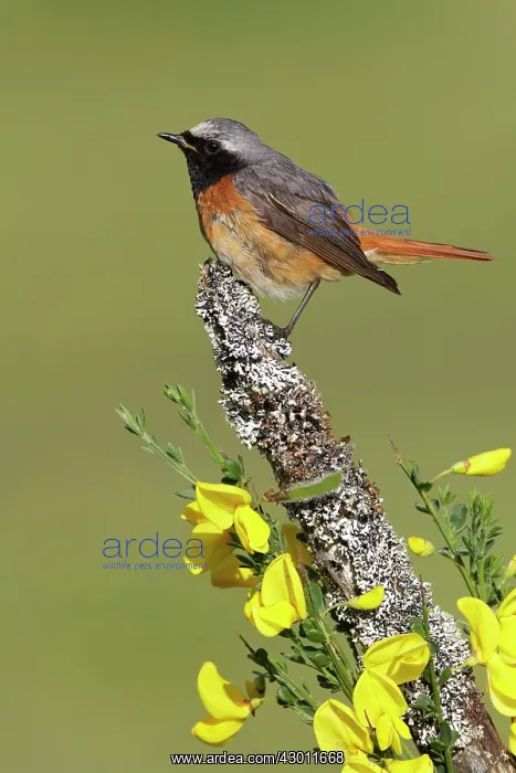 : Male redstart and gorse flowers : Male redstart and gorse flowers