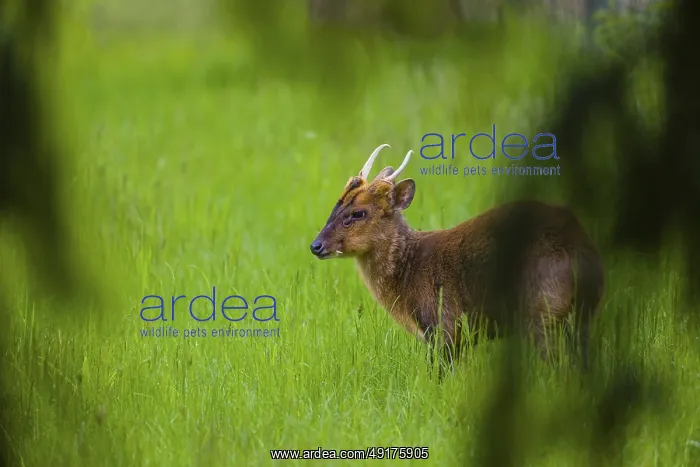 : One male Reeves's muntjac (Muntiacus reevesi) : One male Reeves's muntjac (Muntiacus reevesi)