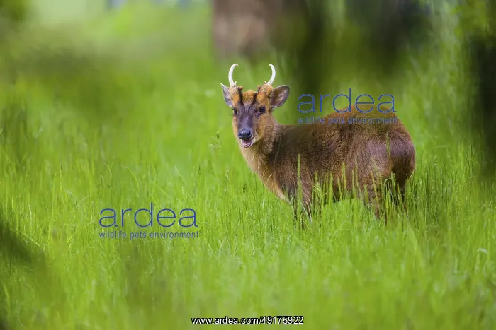 : One male Reeves's muntjac (Muntiacus reevesi) : One male Reeves's muntjac (Muntiacus reevesi)