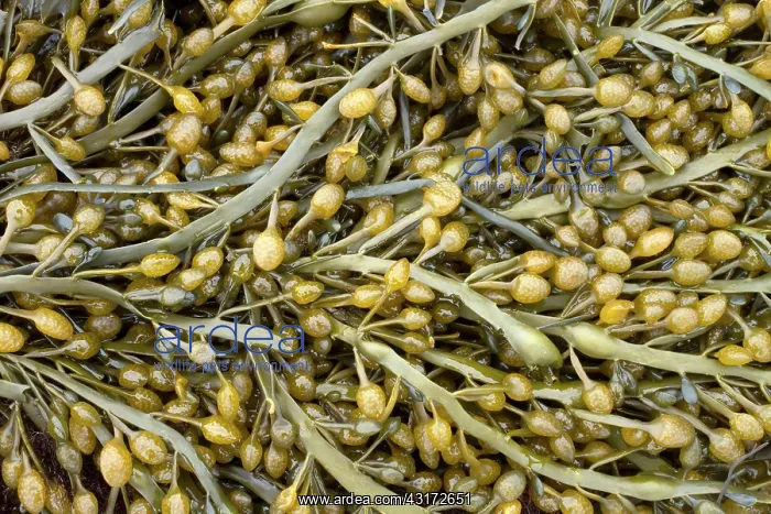 : Male reproductive organs of Knotted wrack. Cetes-d'Armor : Male reproductive organs of Knotted wrack. Cetes-d'Armor