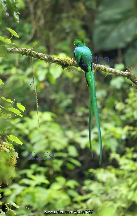 : Male Resplendent Quetzal : Male Resplendent Quetzal