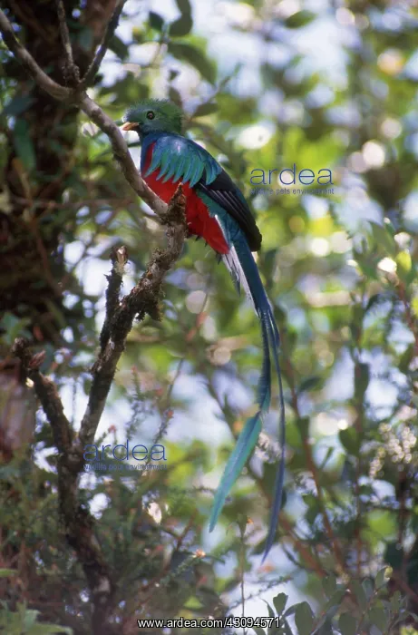 : Male Resplendent Quetzal : Male Resplendent Quetzal