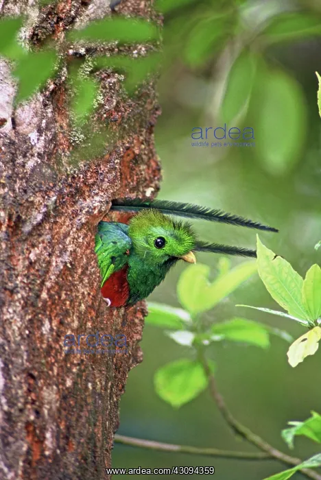 : Male Resplendent Quetzal in nest hole : Male Resplendent Quetzal in nest hole