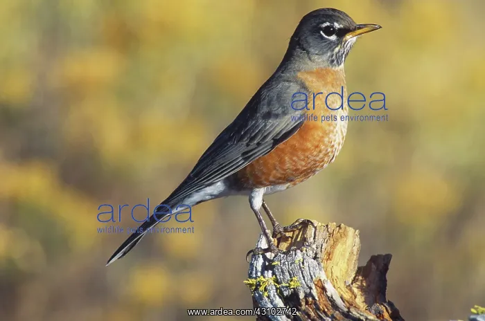 : Male Robin : Male Robin