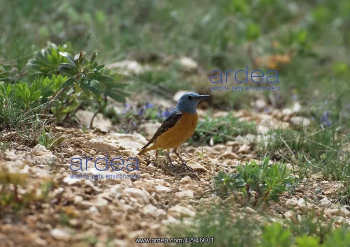 : Male Rock Thrush : Male Rock Thrush