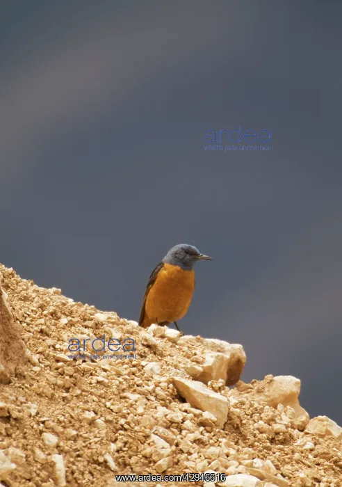 : Male Rock Thrush : Male Rock Thrush