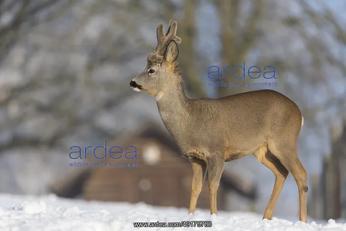 : One male Roe Deer, (Capreolus capreolus) : One male Roe Deer, (Capreolus capreolus)
