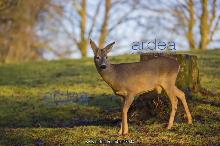  : A male roe deer (Capreolus capreolus) stands at sunrise in a meadow