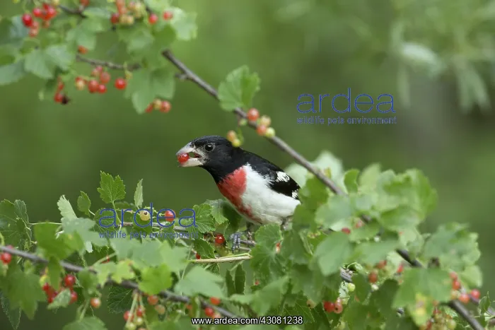 : Male Rose-Breasted Grosbeak : Male Rose-Breasted Grosbeak