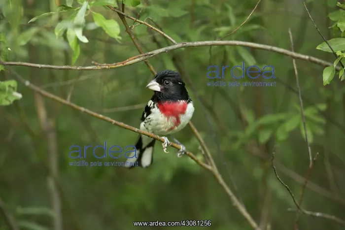 : Male Rose-Breasted Grosbeak : Male Rose-Breasted Grosbeak