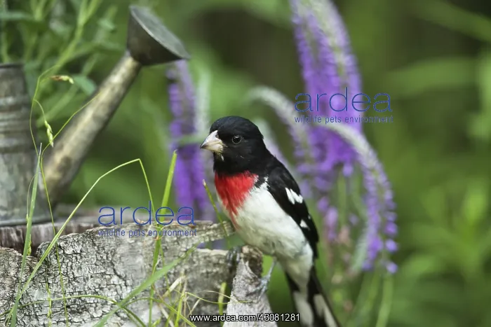 : Male Rose-Breasted Grosbeak : Male Rose-Breasted Grosbeak