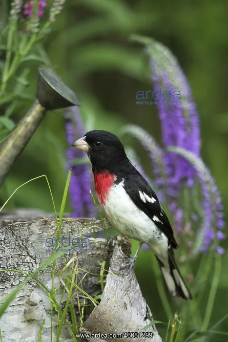 : Male Rose-Breasted Grosbeak : Male Rose-Breasted Grosbeak