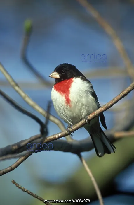 : Male Rose-Breasted Grosbeak : Male Rose-Breasted Grosbeak