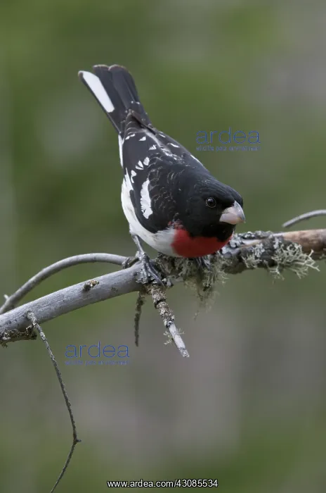 : Male Rose-breasted grosbeak : Male Rose-breasted grosbeak