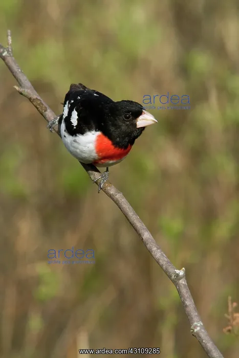 : Male Rose-Breasted Grosbeak : Male Rose-Breasted Grosbeak