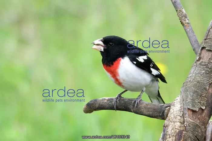 : Male Rose-Breasted Grosbeak : Male Rose-Breasted Grosbeak