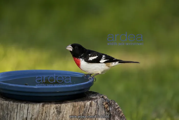 : Male Rose-Breasted Grosbeak : Male Rose-Breasted Grosbeak