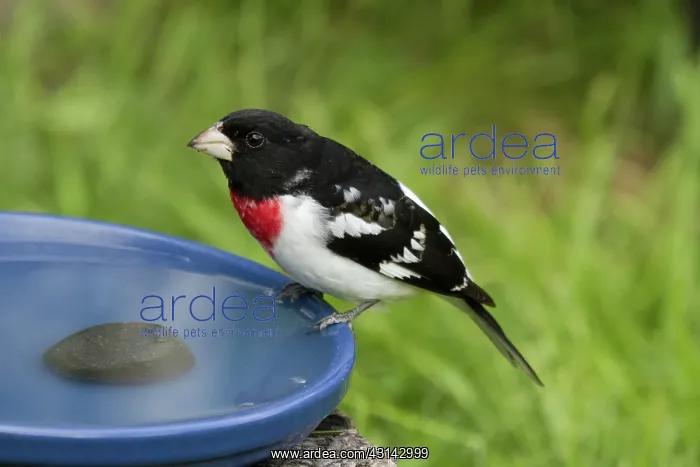 : Male Rose-breasted Grosbeak : Male Rose-breasted Grosbeak