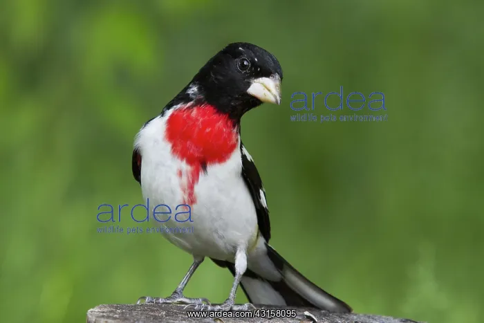 : Male Rose-Breasted Grosbeak : Male Rose-Breasted Grosbeak