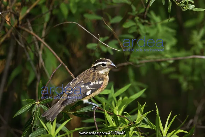 : Male Rose-Breasted Grosbeak : Male Rose-Breasted Grosbeak
