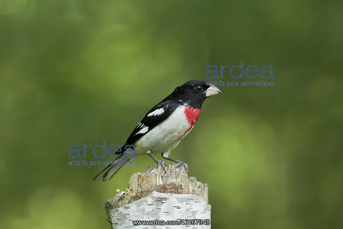 : Male Rose-Breasted Grosbeak : Male Rose-Breasted Grosbeak