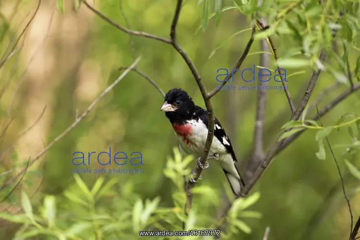 : Male Rose-Breasted Grosbeak : Male Rose-Breasted Grosbeak