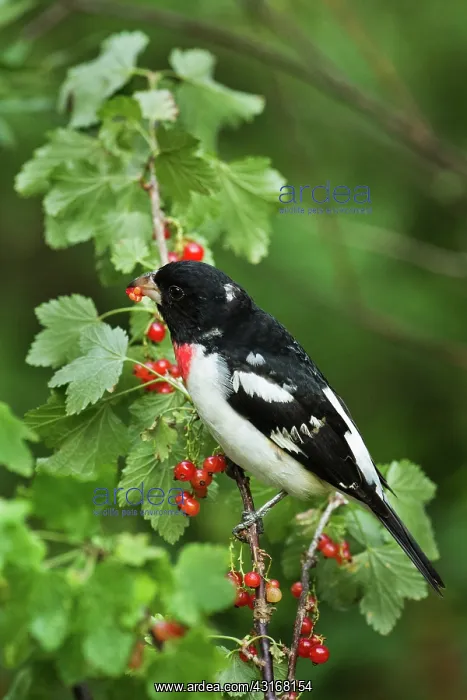 : Male Rose-Breasted Grosbeak : Male Rose-Breasted Grosbeak