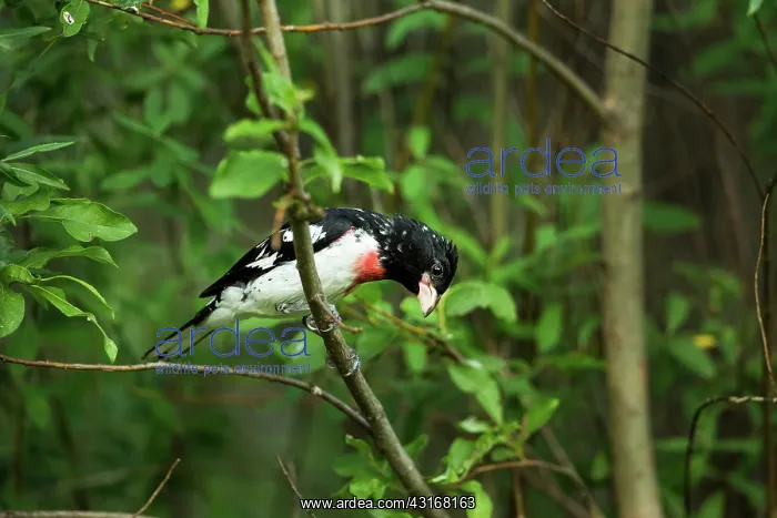  : Male Rose-Breasted Grosbeak