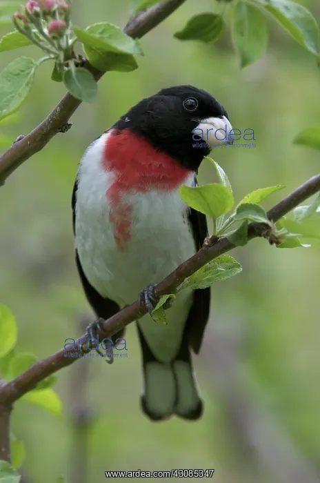 : Male Rose-breasted grosbeak sitting on branch : Male Rose-breasted grosbeak sitting on branch