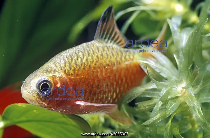 : Male Rosy barb : Male Rosy barb