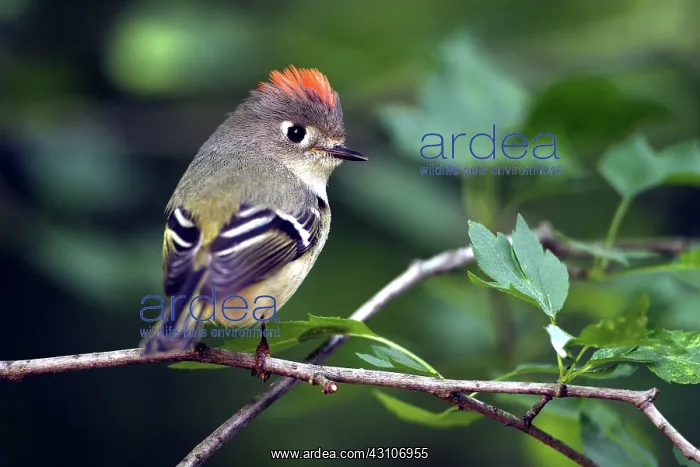 : Male Ruby-Crowned Kinglet : Male Ruby-Crowned Kinglet