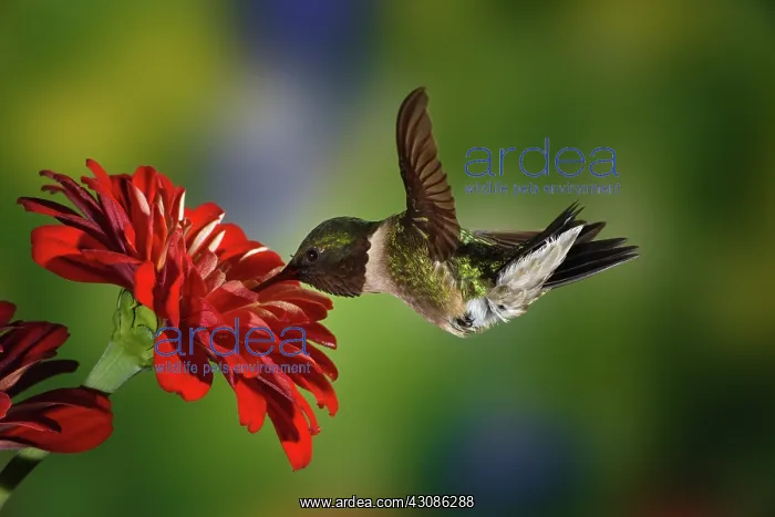 : Male Ruby-throated Hummingbird : Male Ruby-throated Hummingbird