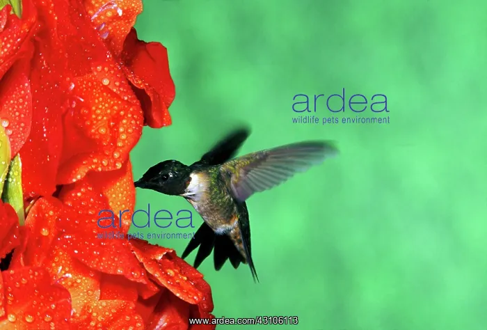  : Male Ruby-Throated Hummingbird