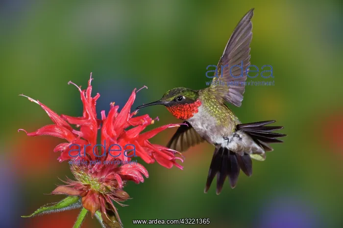 : Male Ruby-throated Hummingbird feeding on : Male Ruby-throated Hummingbird feeding on