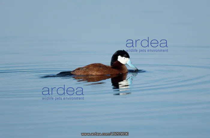 : Male Ruddy Duck (Oxyurus jamaicensis) : Male Ruddy Duck (Oxyurus jamaicensis)