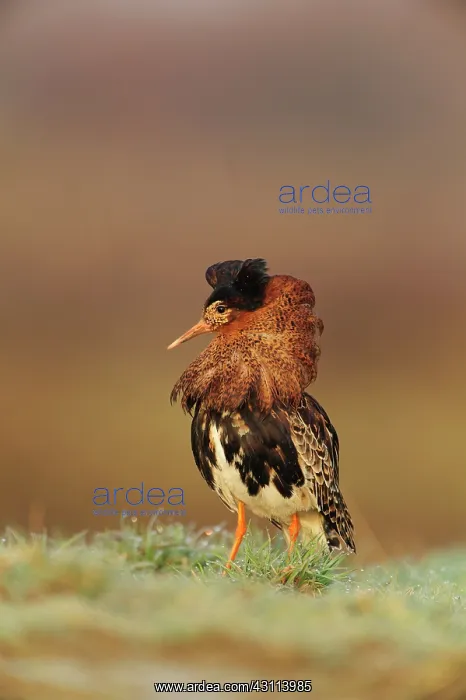 : Ruff. Male Ruff (Philomachus pugnax) displaying in breeding plumage : Ruff. Male Ruff (Philomachus pugnax) displaying in breeding plumage